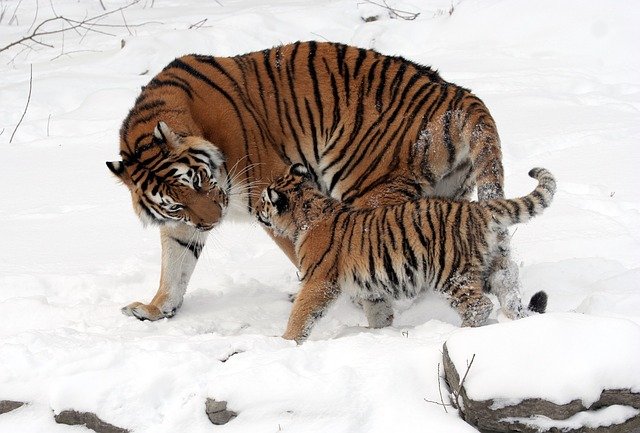 Save the tiger. How can each individual help the Siberian tiger, of which there are only 540 left in Russia?